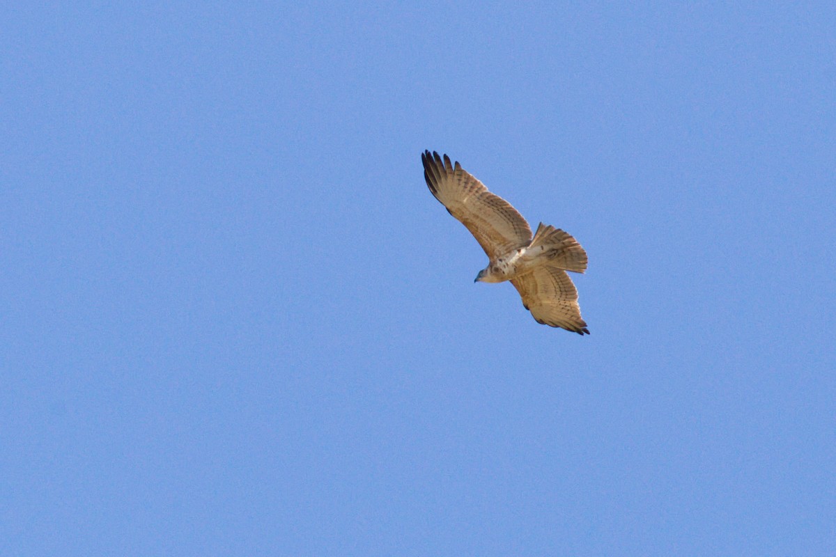 Black-chested Snake-Eagle - ML638215492