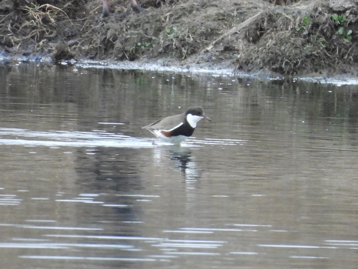 Red-kneed Dotterel - ML638215493