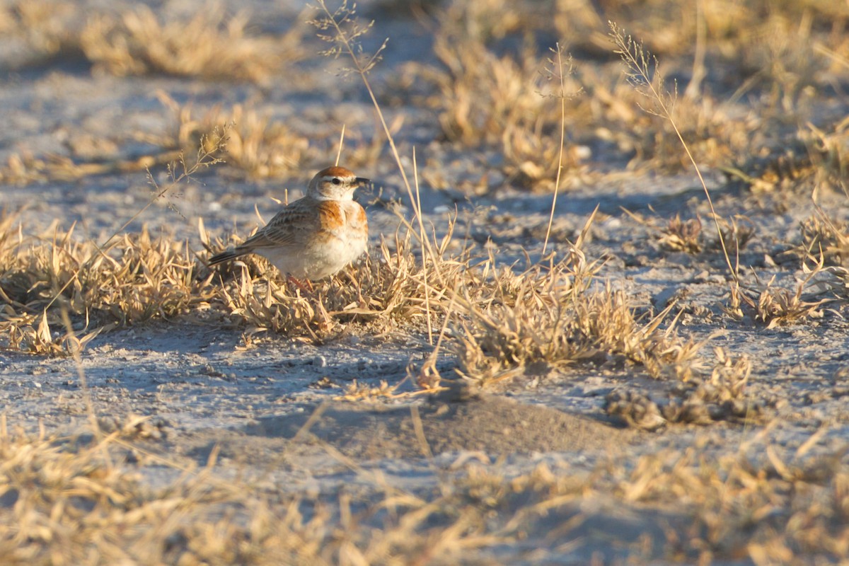 Red-capped Lark - ML638215511