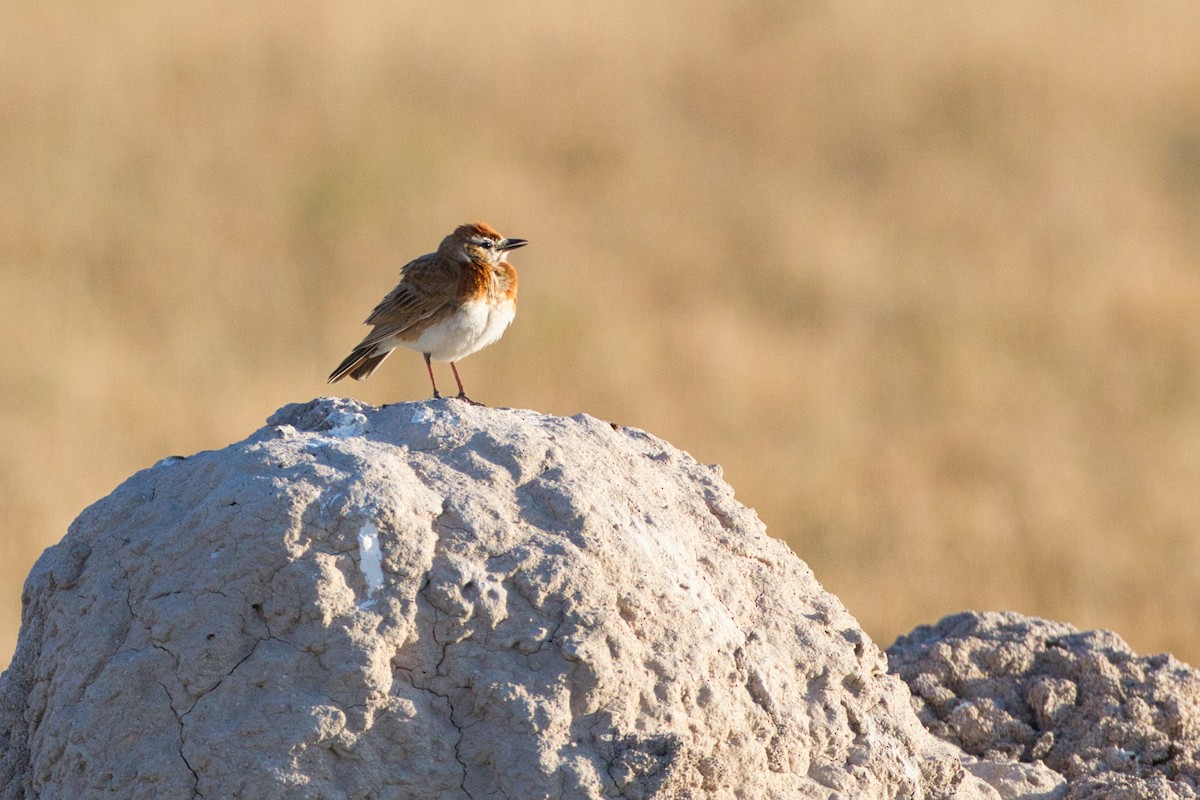 Red-capped Lark - ML638215512