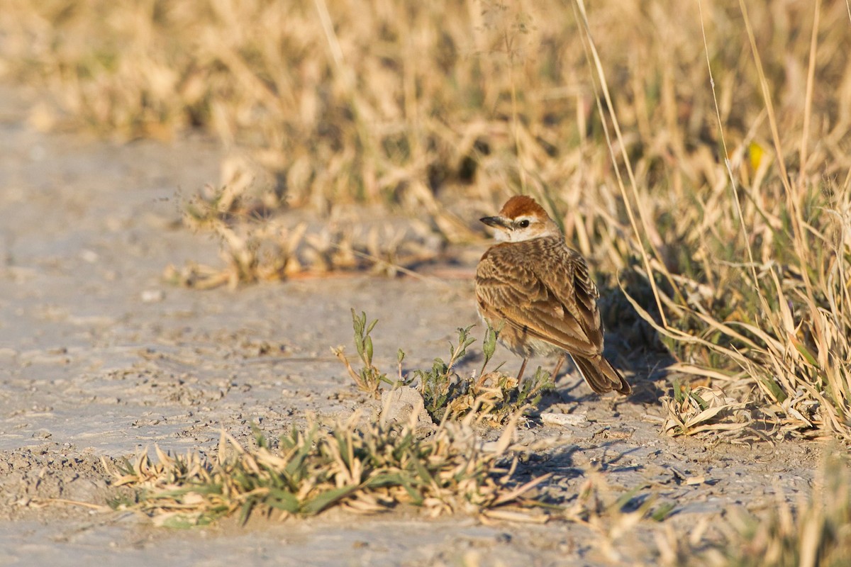 Red-capped Lark - ML638215513