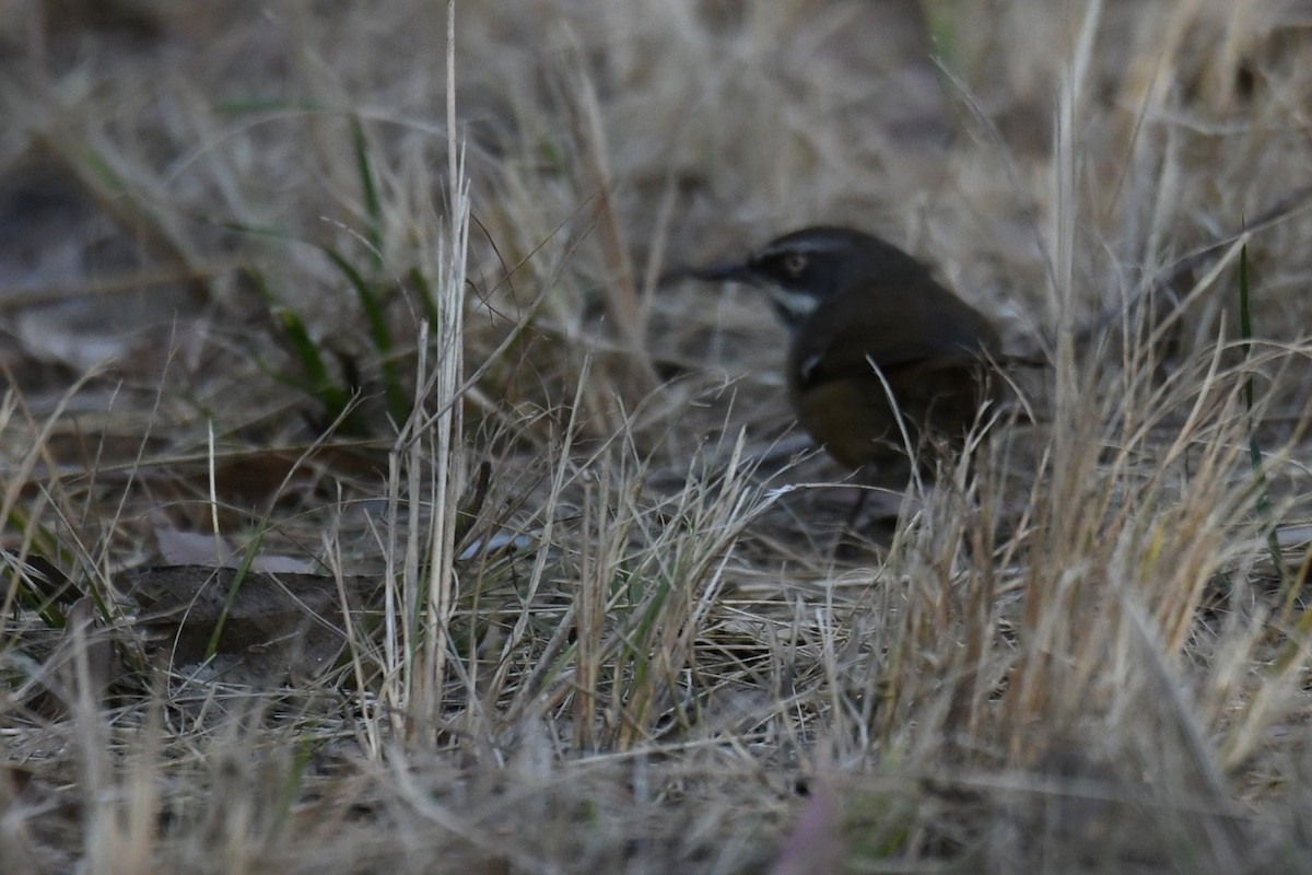 White-browed Scrubwren - ML638215514