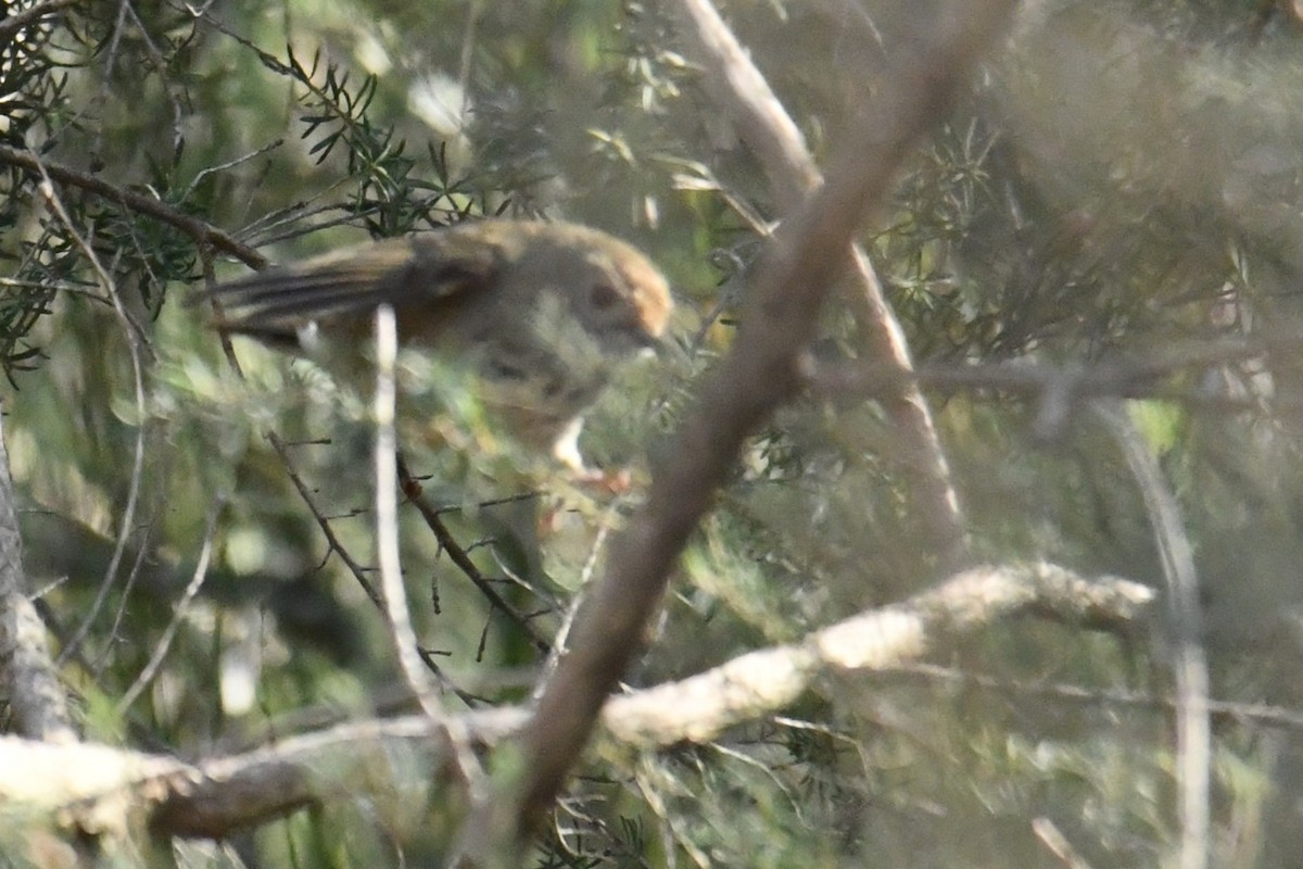 Brown Thornbill - ML638215527