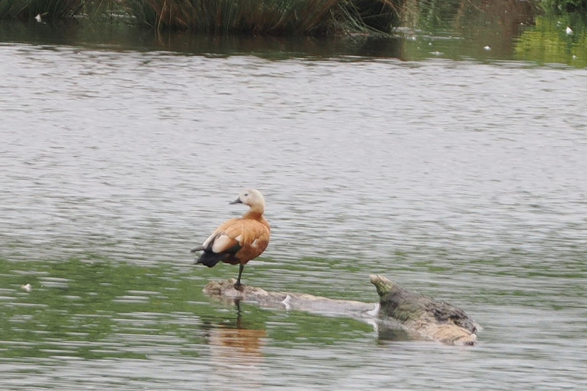 Ruddy Shelduck - ML638215529