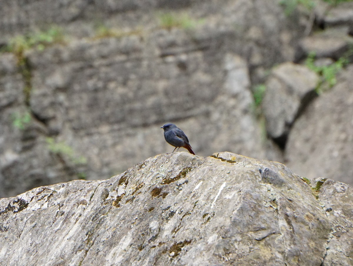Plumbeous Redstart - ML638215532