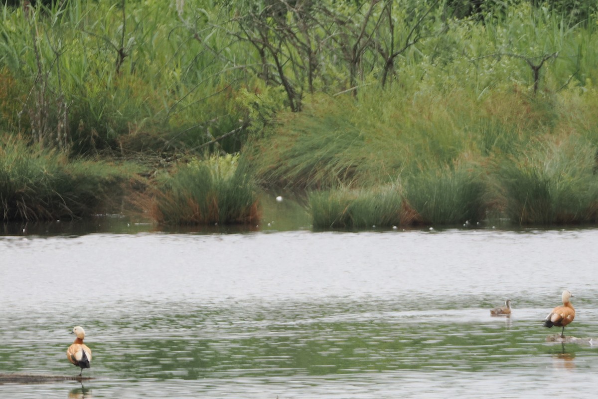 Ruddy Shelduck - ML638215536