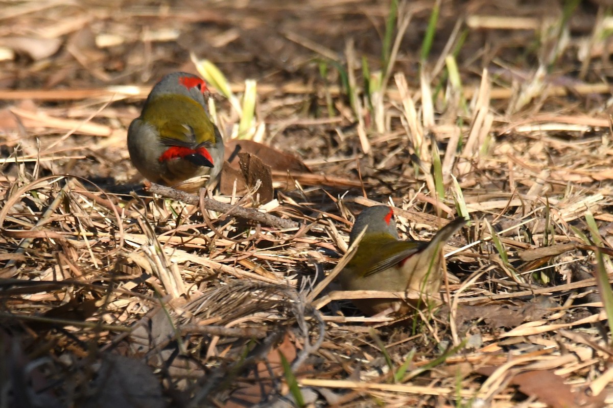 Red-browed Firetail - ML638215545