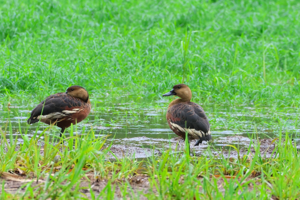 Wandering Whistling-Duck - ML638215549