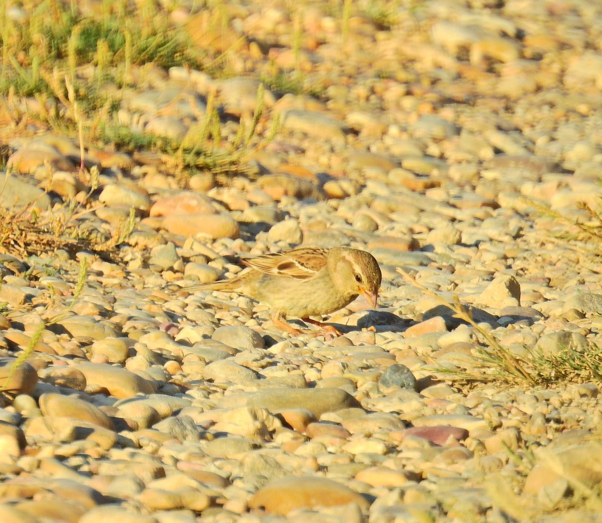 Spanish Sparrow - ML638215555