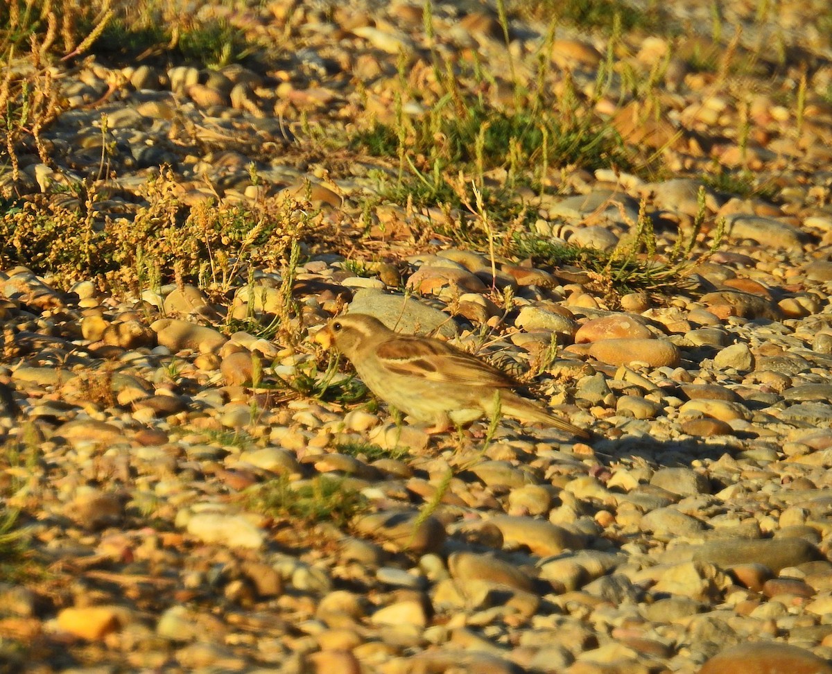 Spanish Sparrow - ML638215556