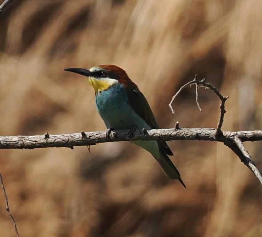 European Bee-eater - ML638215563