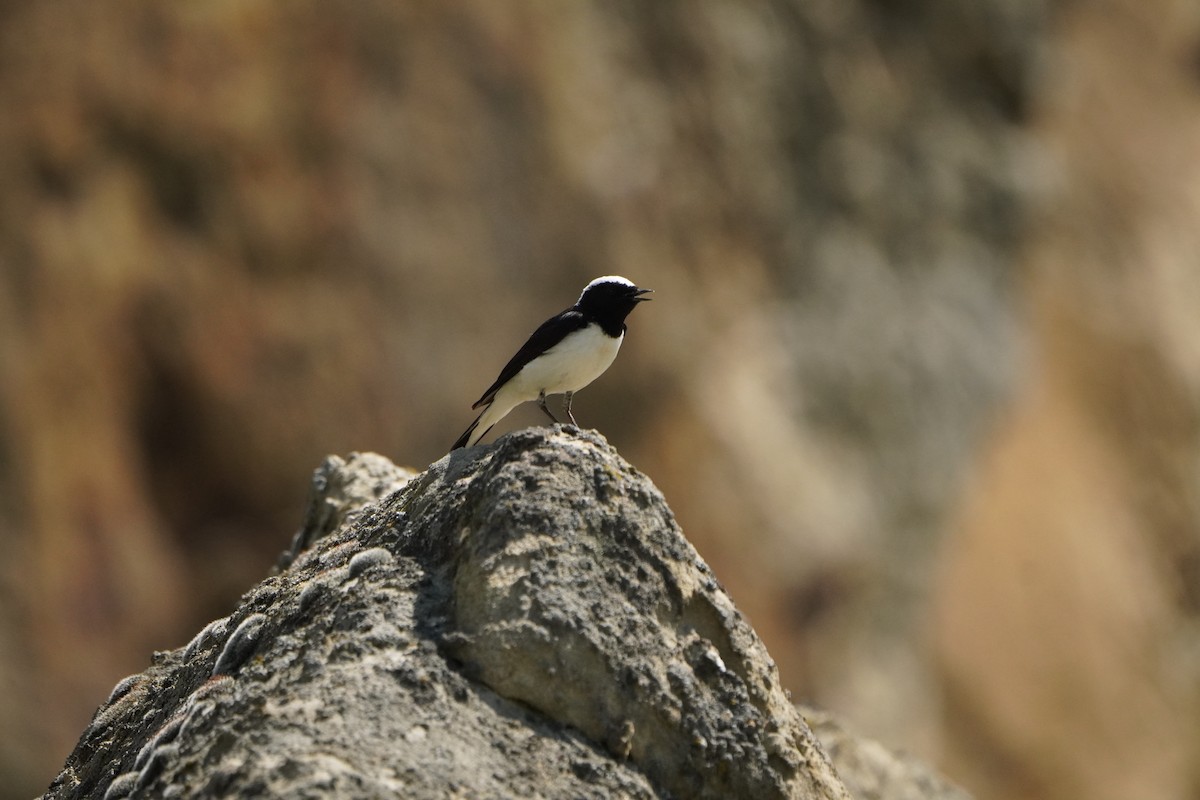 Pied Wheatear - ML638215565