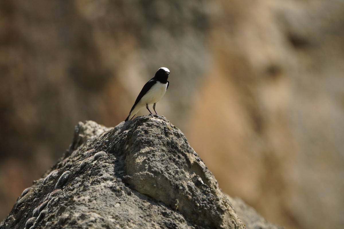 Pied Wheatear - ML638215566