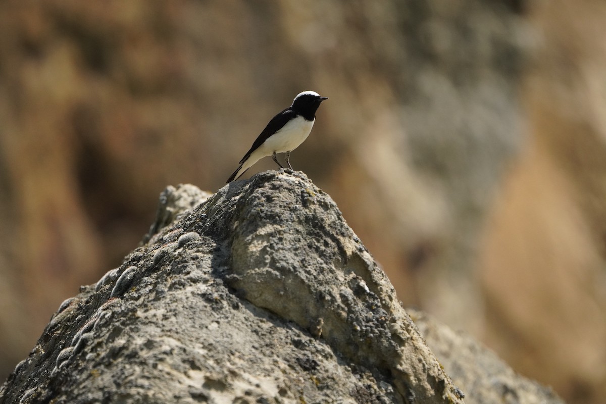 Pied Wheatear - ML638215567