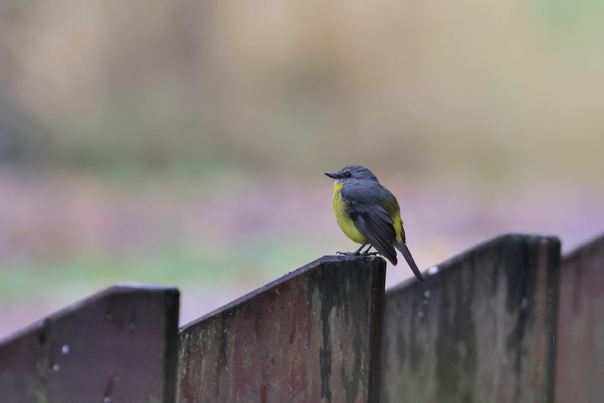 Eastern Yellow Robin - ML638215572