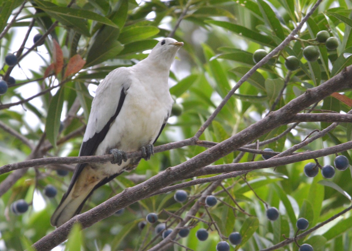 Torresian Imperial-Pigeon - ML638215575