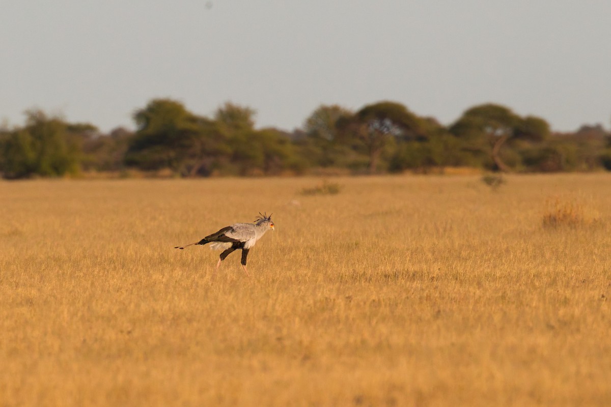 Secretarybird - ML638215581