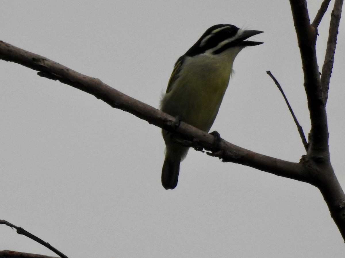Yellow-rumped Tinkerbird - ML638215591