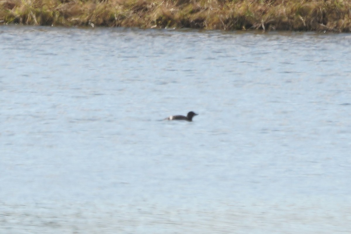 Musk Duck - ML638215597