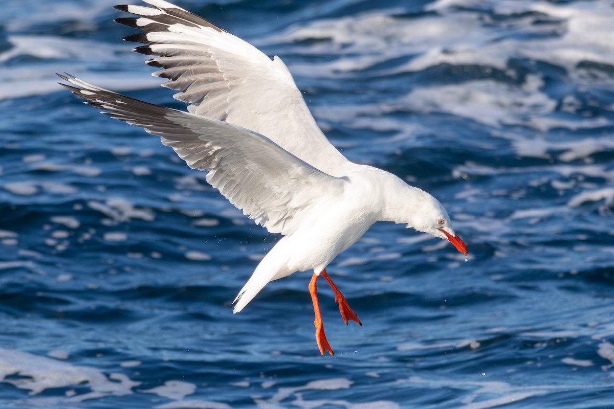 紐澳紅嘴鷗(novaehollandiae/forsteri) - ML638215620