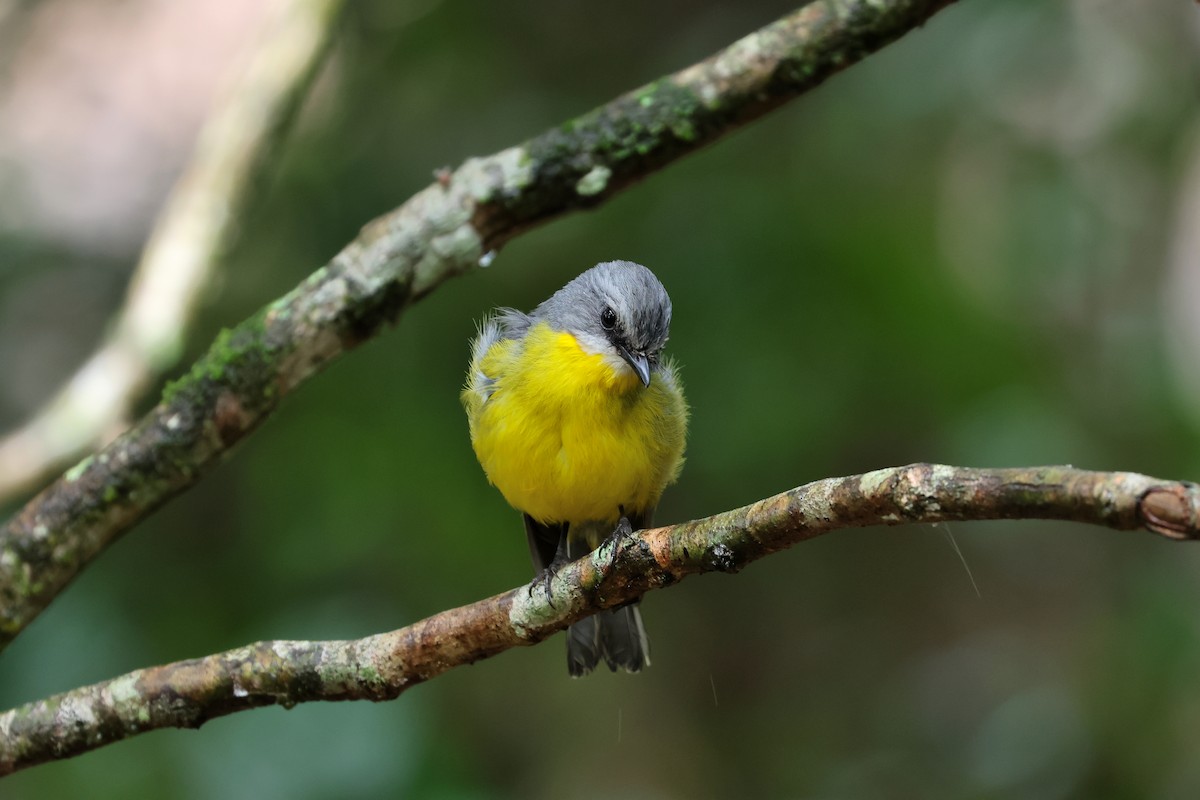 Eastern Yellow Robin - ML638215629