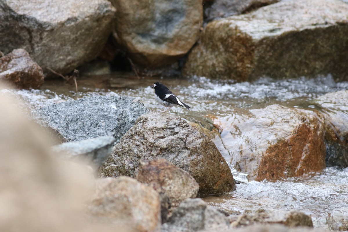 Little Forktail - ML638215632