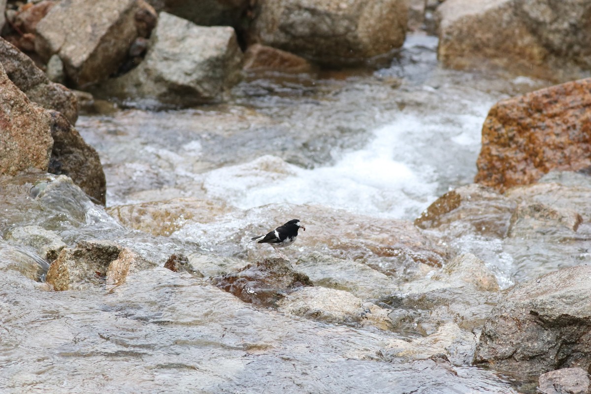 Little Forktail - ML638215633