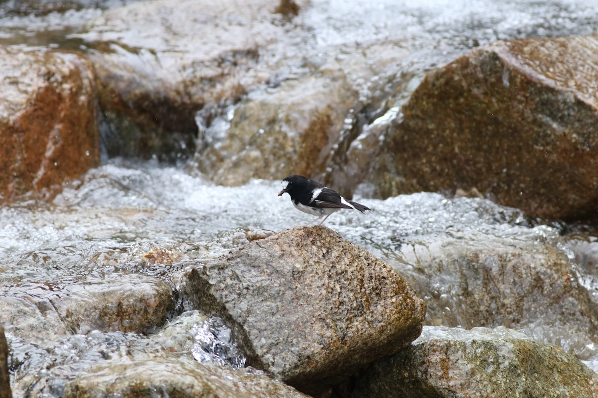 Little Forktail - ML638215634