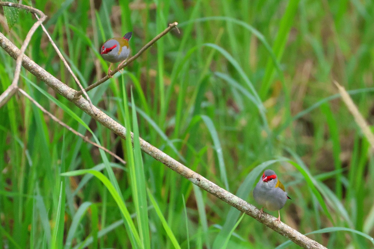 Red-browed Firetail - ML638215648