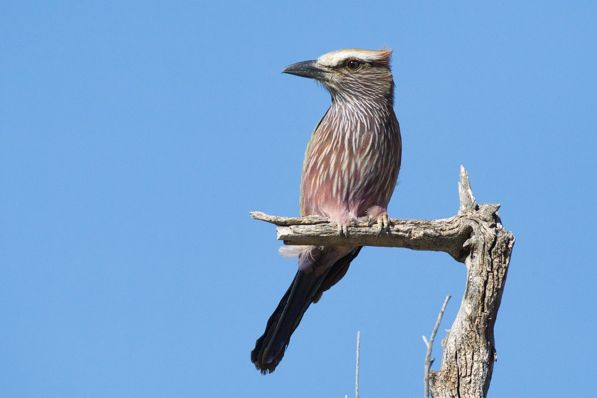 Purple Roller - ML638215652