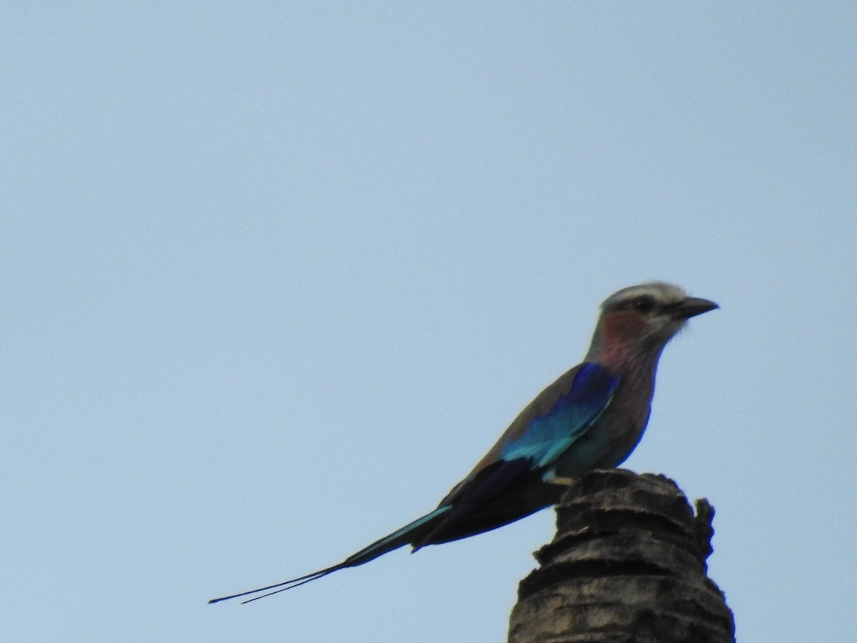 Lilac-breasted Roller - ML638215655