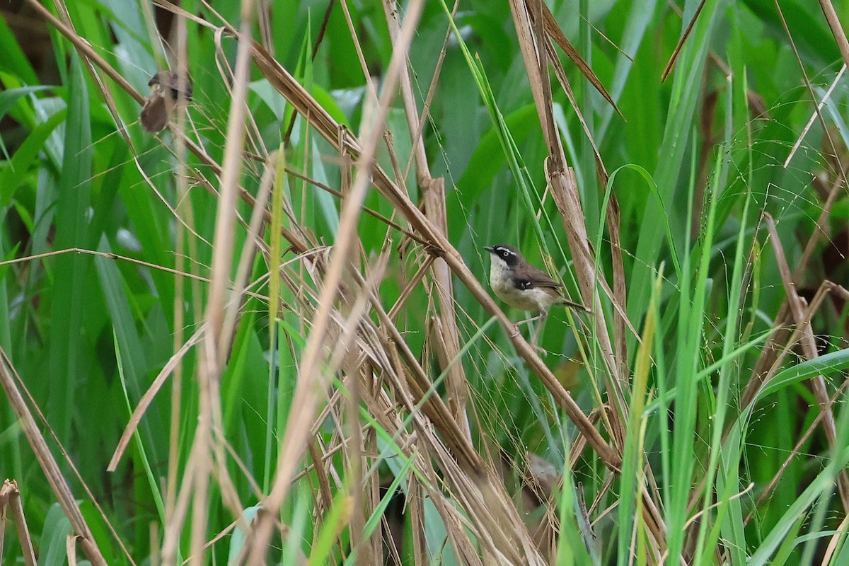 White-browed Scrubwren - ML638215662