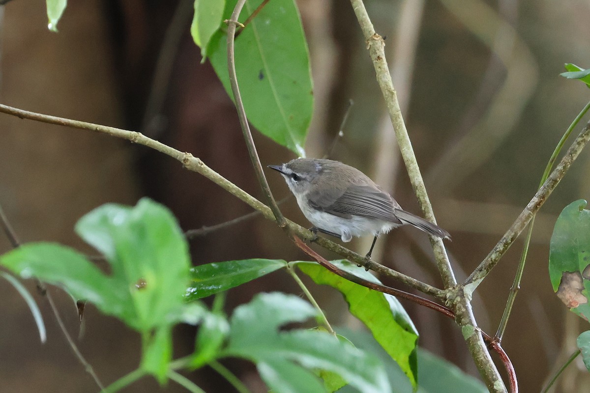Brown Gerygone - ML638215664
