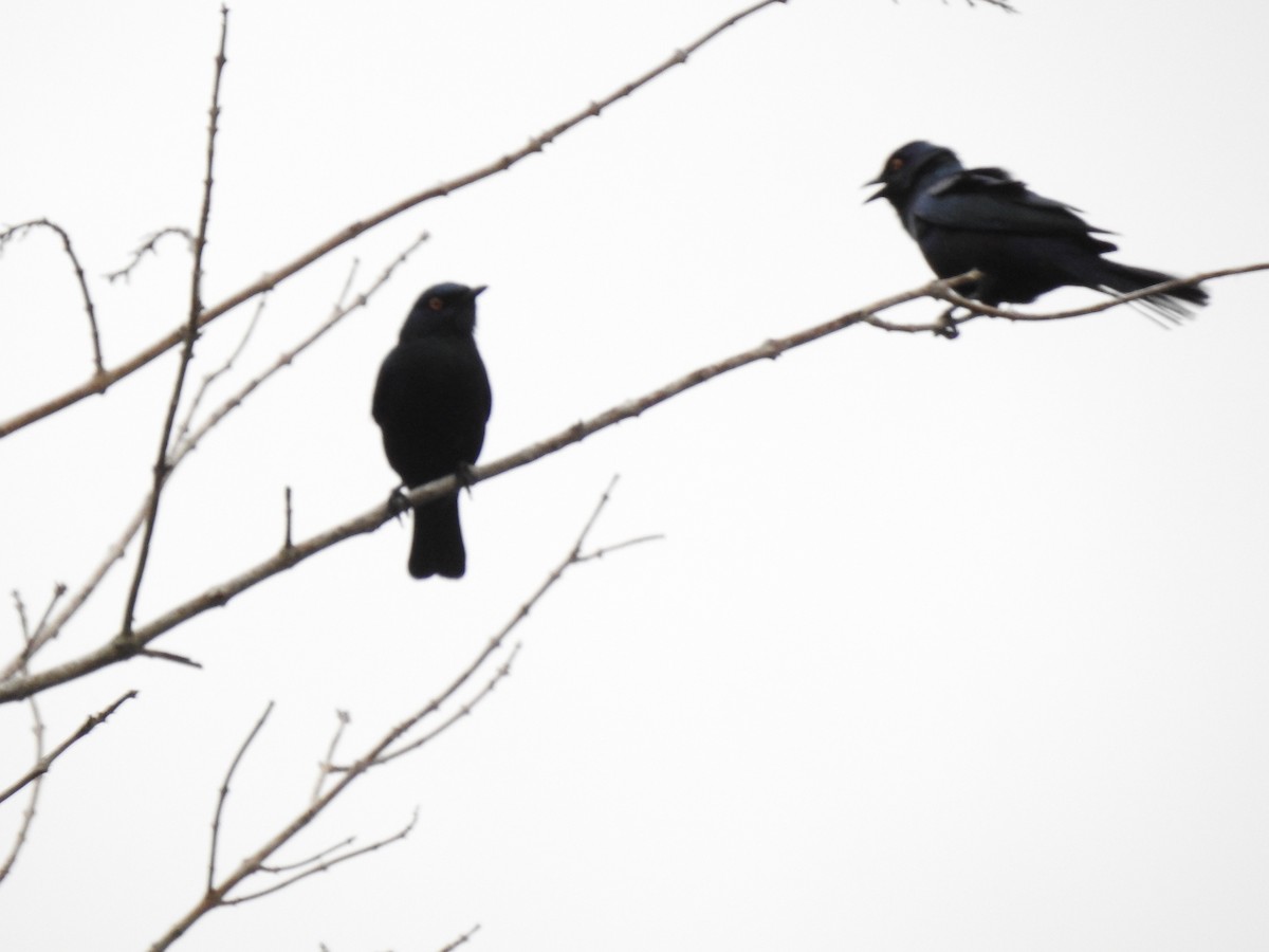 Black-bellied Starling - ML638215667