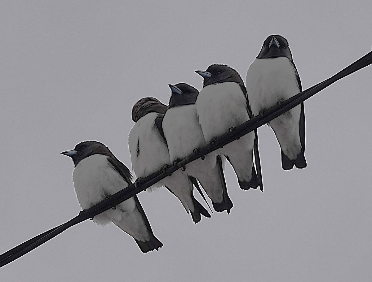 White-breasted Woodswallow - ML638215671