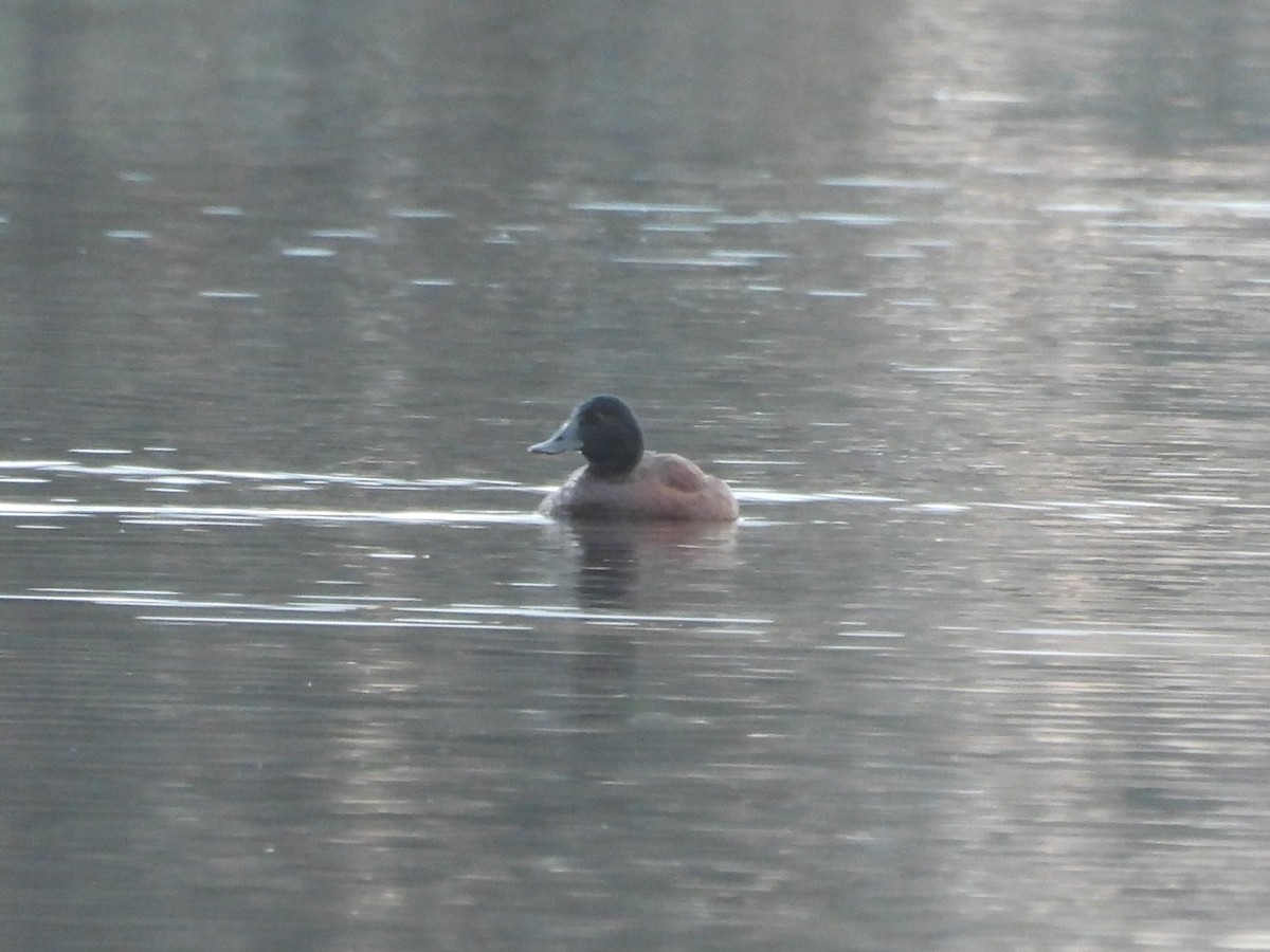 Blue-billed Duck - ML638215672
