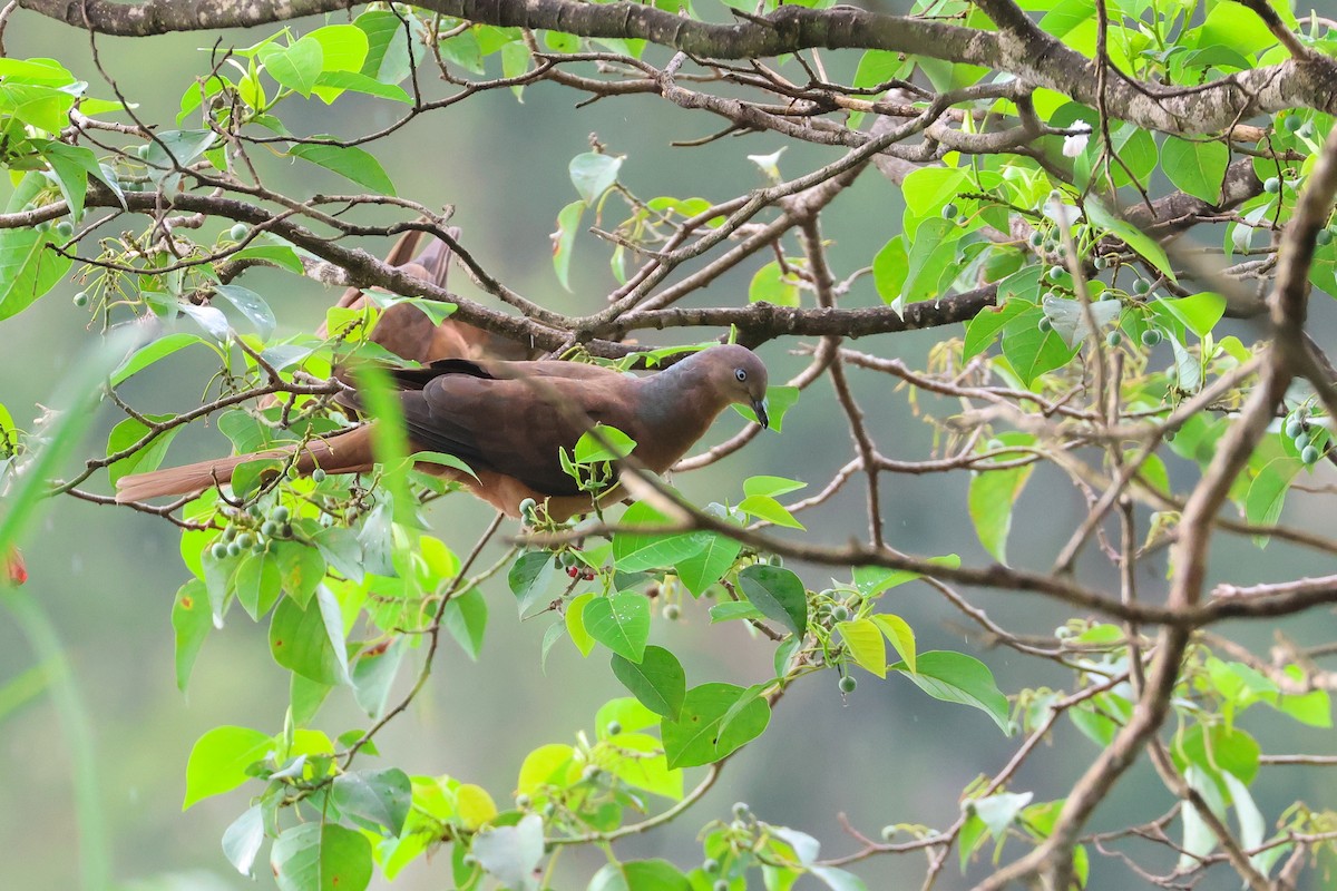 Brown Cuckoo-Dove - ML638215679