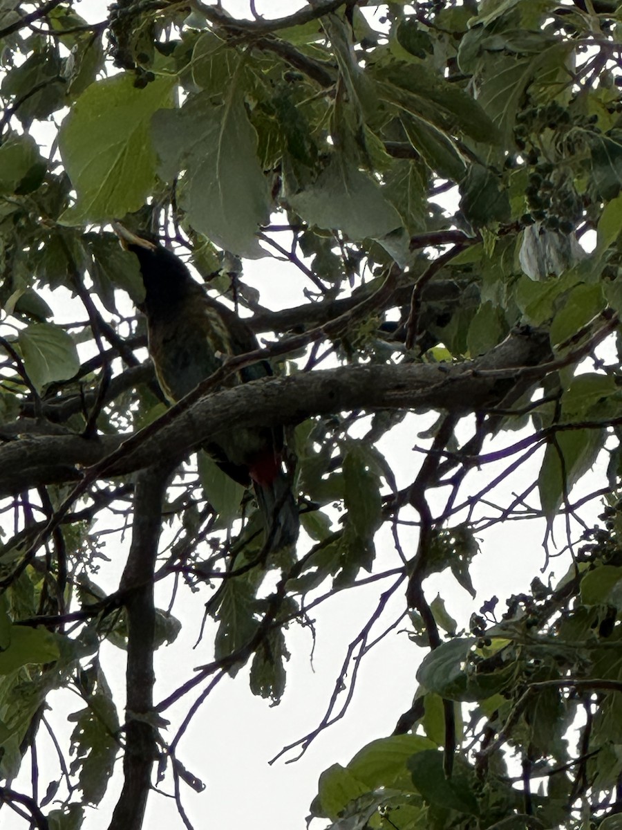 Great Barbet - ML638215682