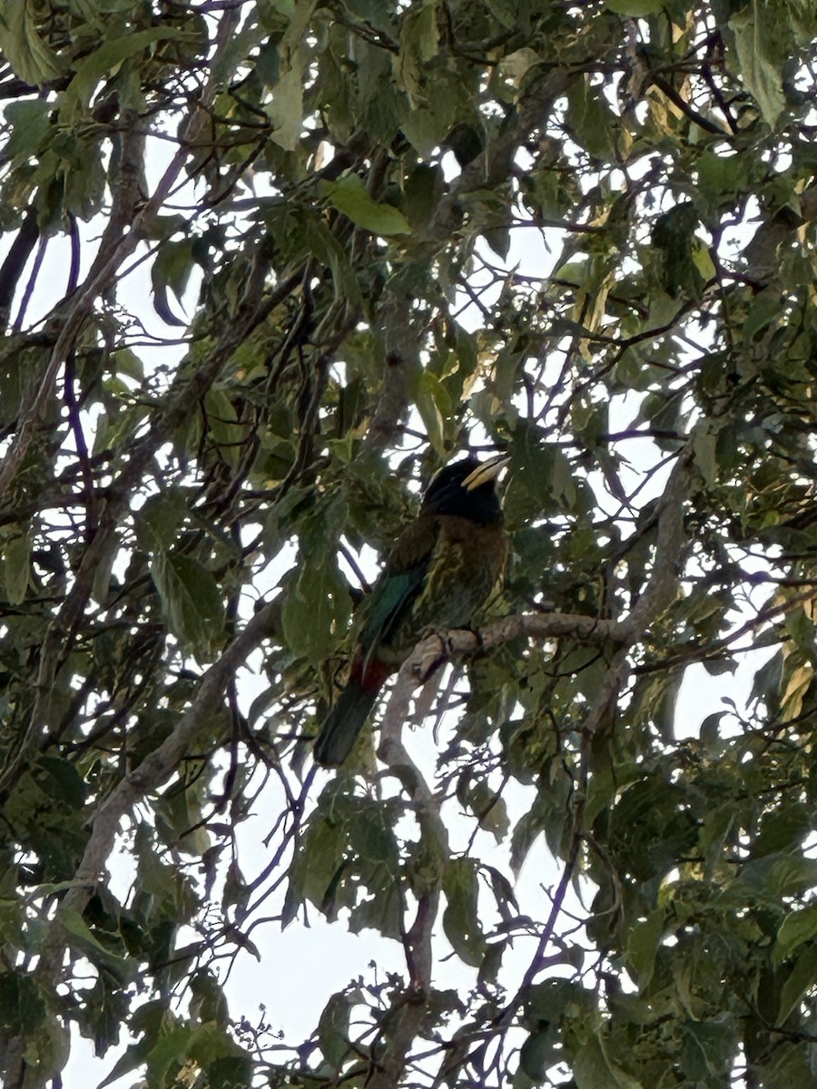 Great Barbet - ML638215683