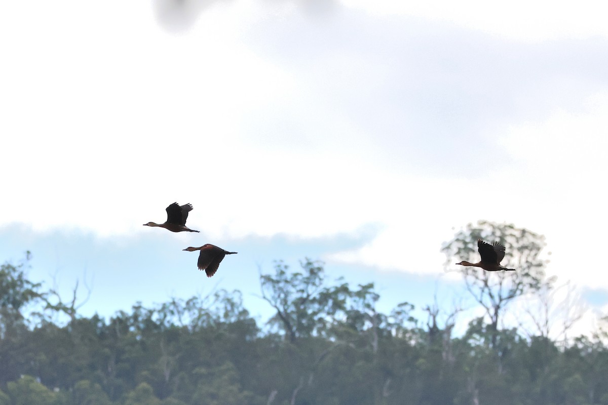 Wandering Whistling-Duck - ML638215685