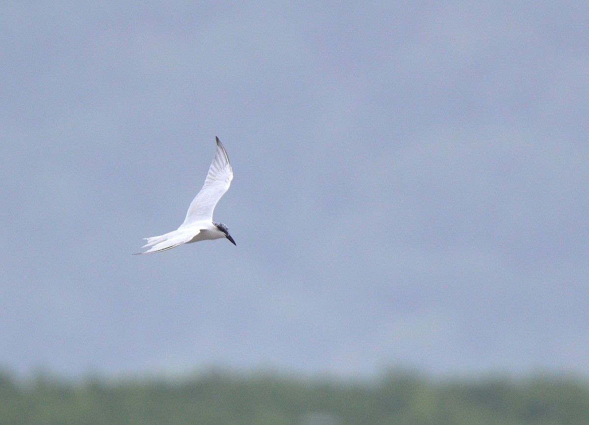 Australian Tern - ML638215686