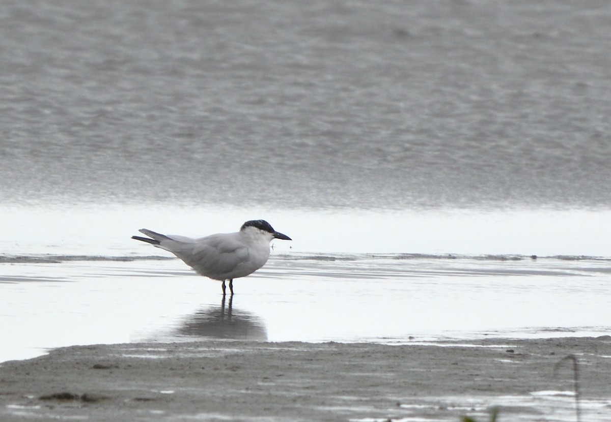 Australian Tern - ML638215687