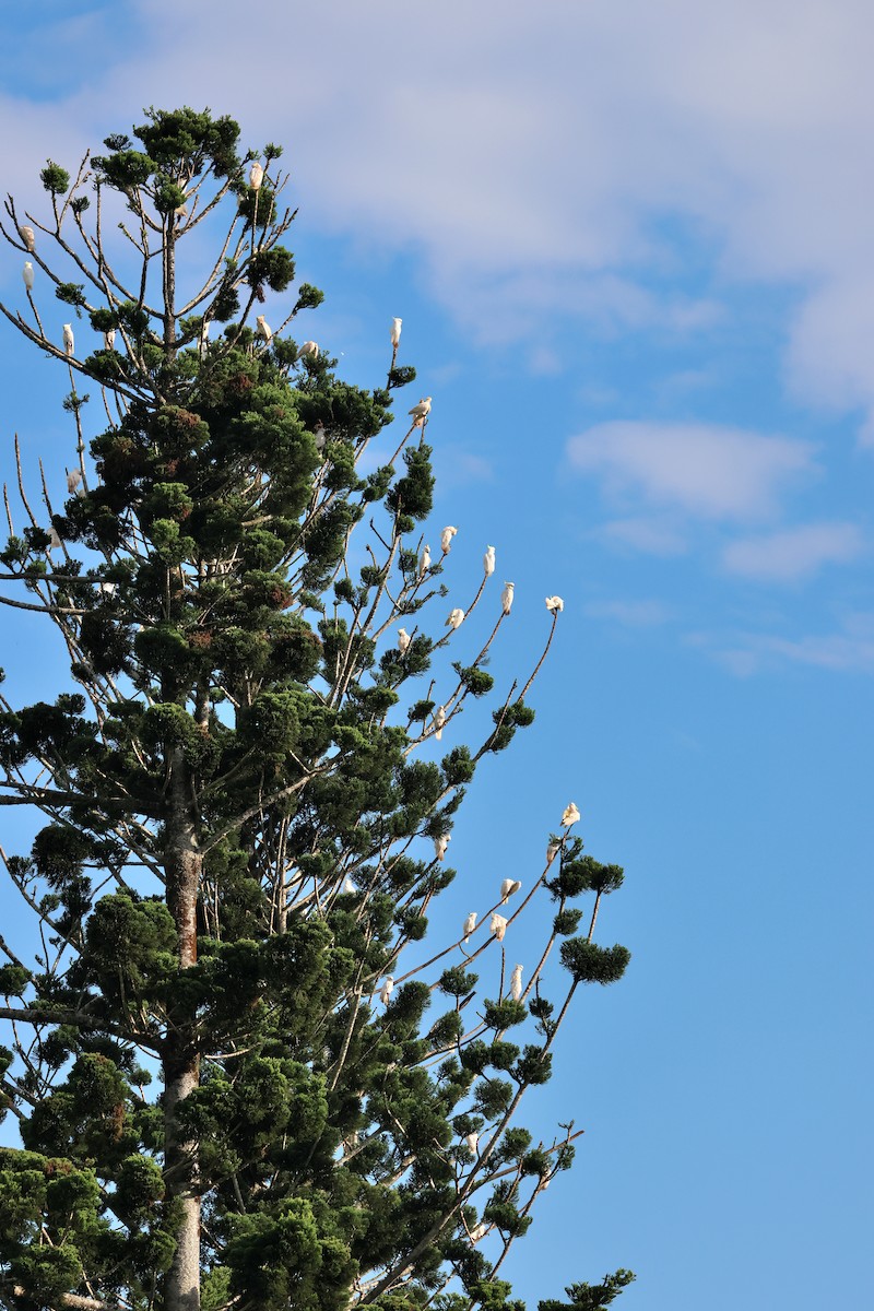 Sulphur-crested Cockatoo - ML638215696
