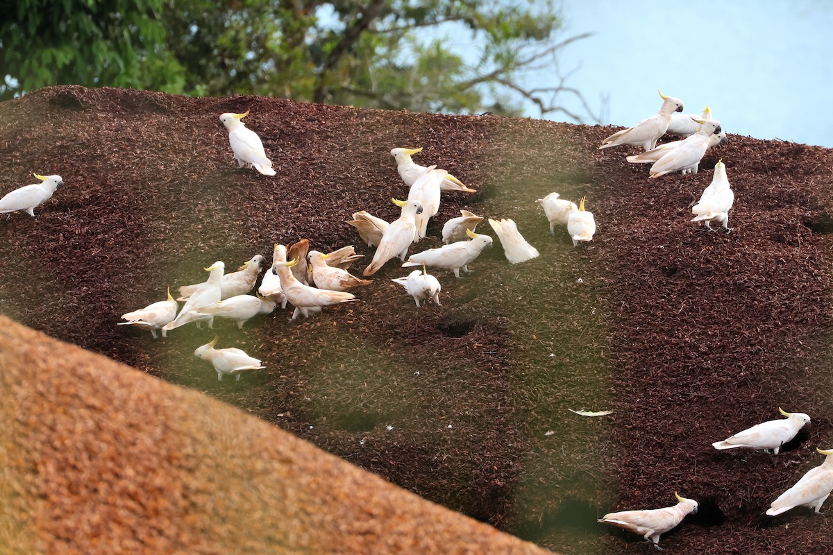 Sulphur-crested Cockatoo - ML638215697