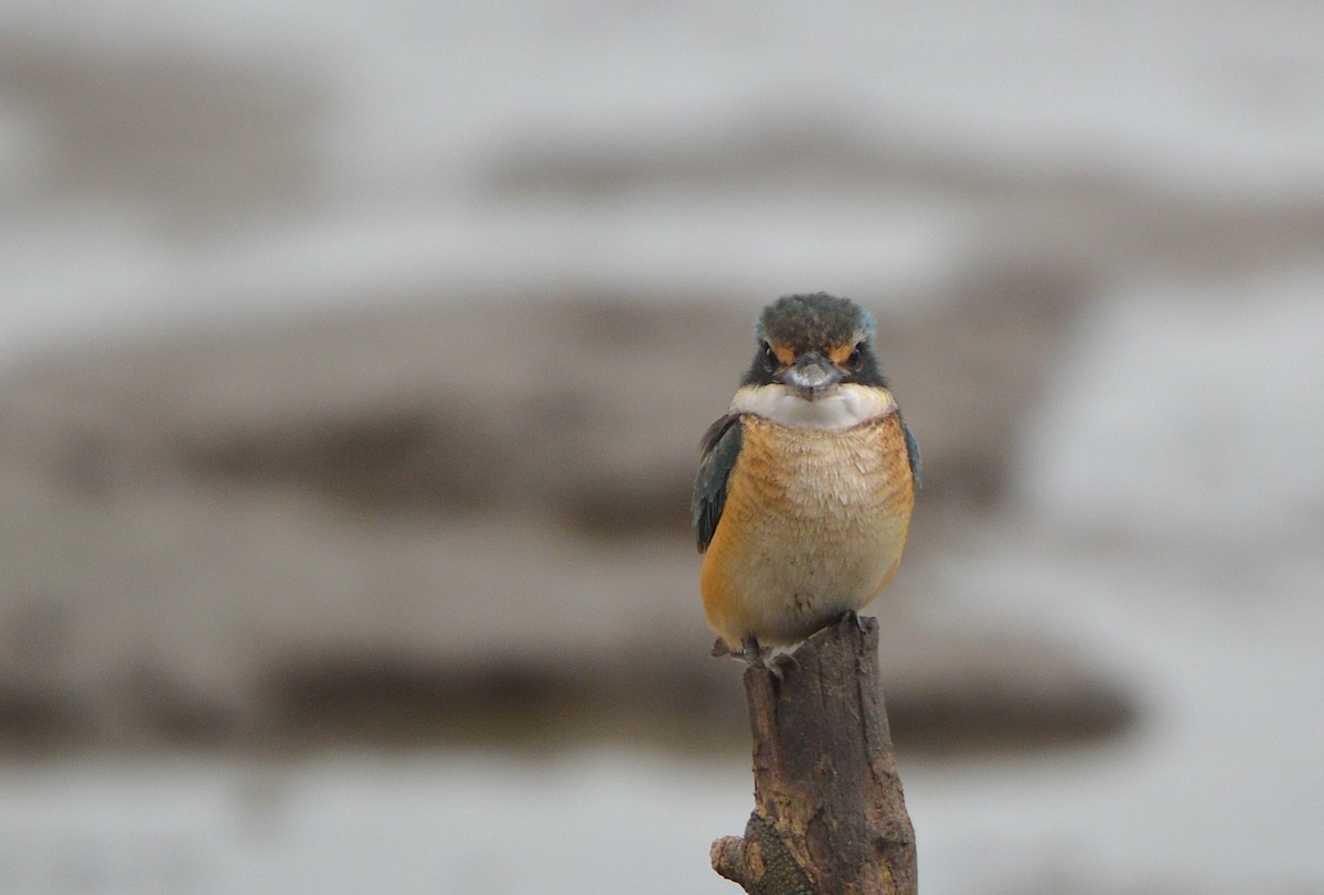 Sacred Kingfisher - ML638215716