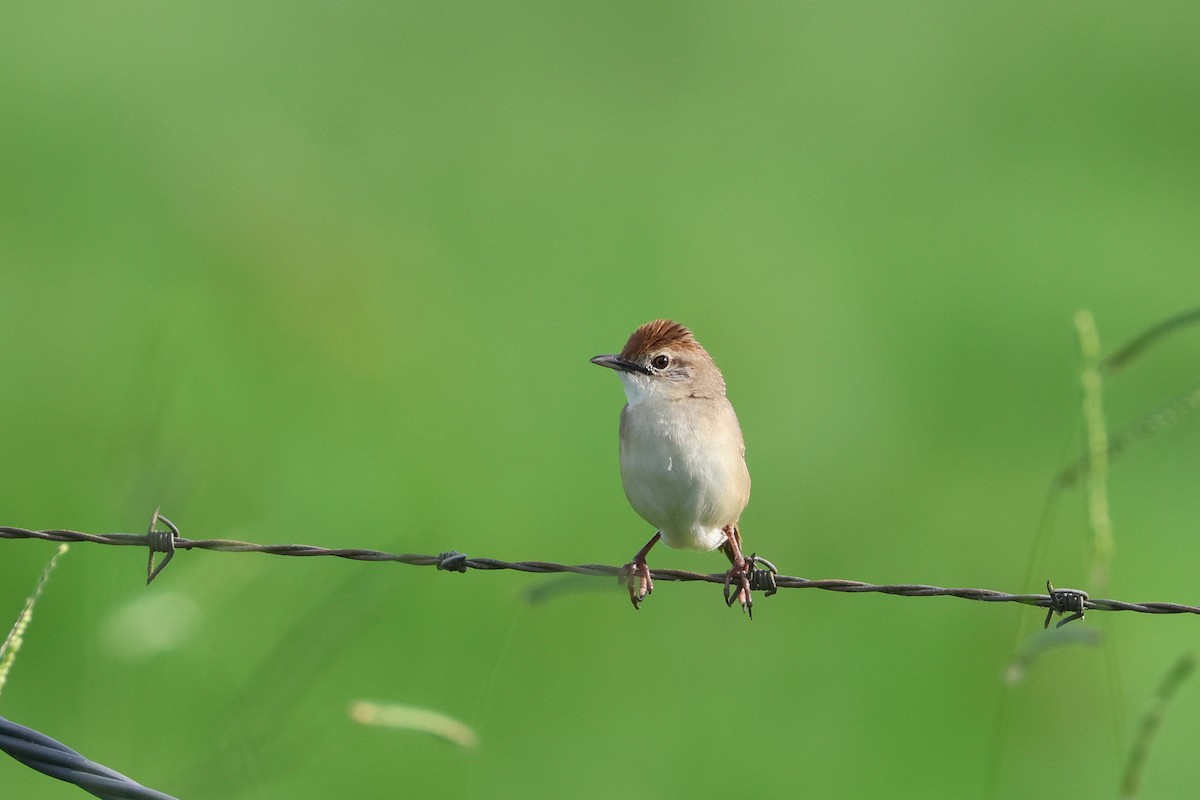 Tawny Grassbird - ML638215717
