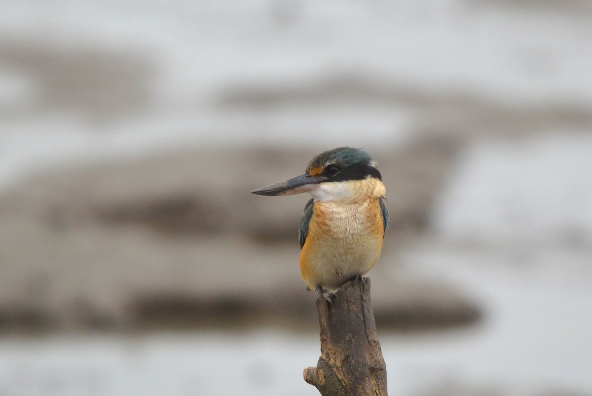 Sacred Kingfisher - ML638215719