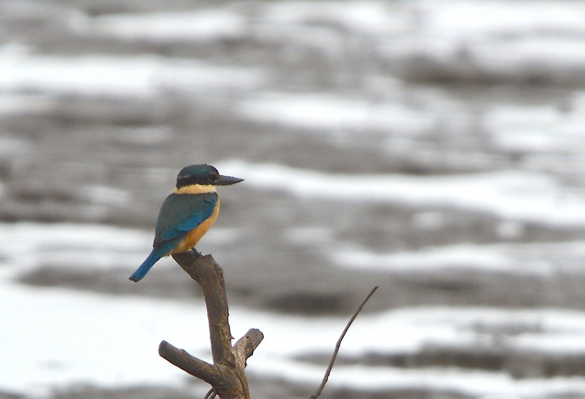 Sacred Kingfisher - ML638215720