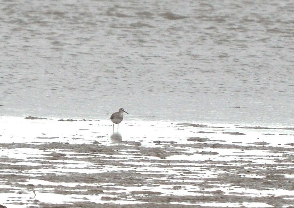 Gray-tailed Tattler - ML638215724