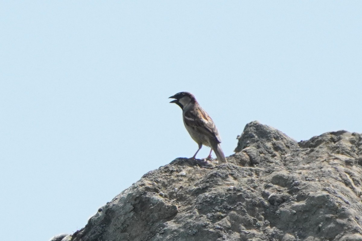 Spanish Sparrow - ML638215738